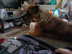 Reunited Female Dog last seen Summit Dr and Willow, Fairview Heights, IL 62208