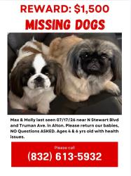 Lost Male Dog last seen Stewart st Alton Tx, Alton, TX 78573