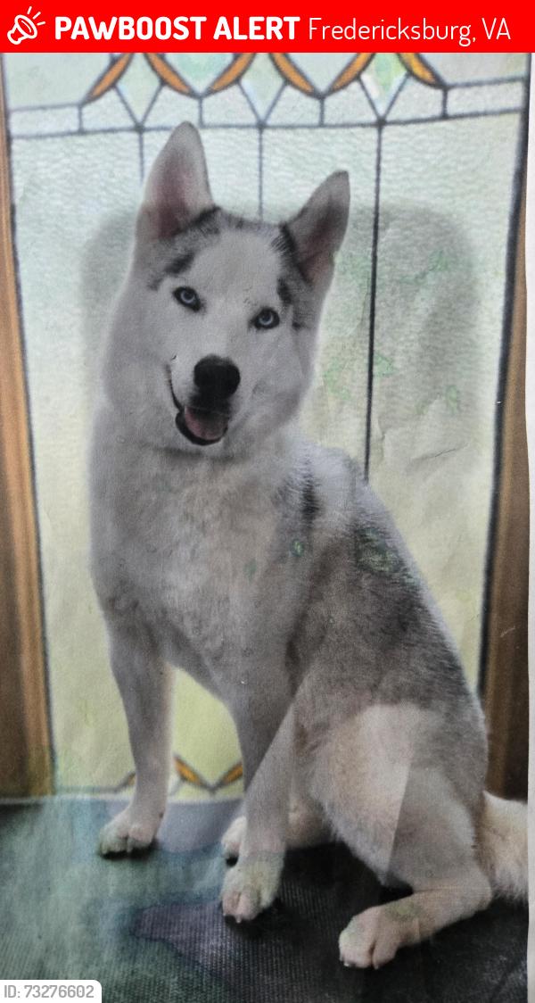 Lost Female Dog last seen Near smith station road, Fredericksburg, VA 22407
