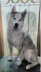 Lost Female Dog last seen Near smith station road, Fredericksburg, VA 22407