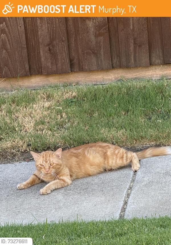 Found/Stray Unknown Cat last seen St. Peter and Danbury, Murphy, TX 75094
