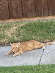 Found/Stray Unknown Cat last seen St. Peter and Danbury, Murphy, TX 75094