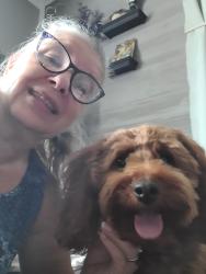 Reunited Female Dog last seen Summit and hilltop, Rosedale, MD 21237