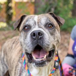 Shelter Stray Male Dog last seen , 30058, GA, 3280 Chamblee Dunwoody Rd, Chamblee, GA 30341, USA