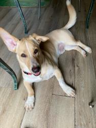 Reunited Male Dog last seen 9th st and 3rd ave n, Bessemer, AL 35020