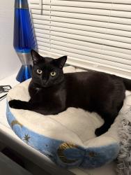 Lost Male Cat last seen Last seen in the field between The Local and The Block, Orono, ME 04473