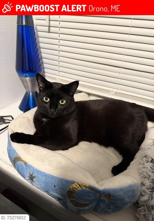 Lost Male Cat last seen Last seen in the field between The Local and The Block, Orono, ME 04473