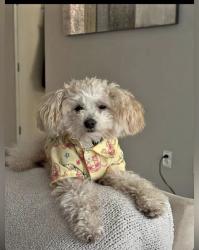 Reunited Male Dog last seen 42nd & International way, Milwaukie, OR 97222