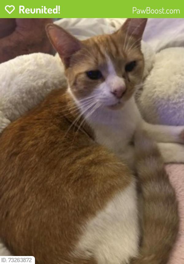Reunited Female Cat last seen Near Shore Acres Drive Leesburg FL 34748, Leesburg, FL 34748