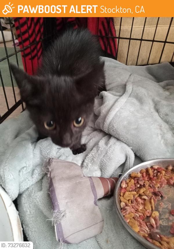 Found/Stray Male Cat last seen Harding way, Stockton, CA 95205