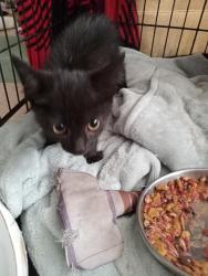 Found/Stray Male Cat last seen Harding way, Stockton, CA 95205