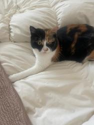 Lost Female Cat last seen Eye village, Eye, England 