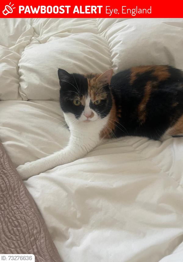 Lost Female Cat last seen Eye village, Eye, England 