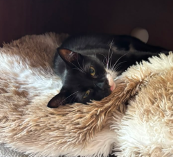 Lost Female Cat last seen Sutherland Walk, Walworth, England 