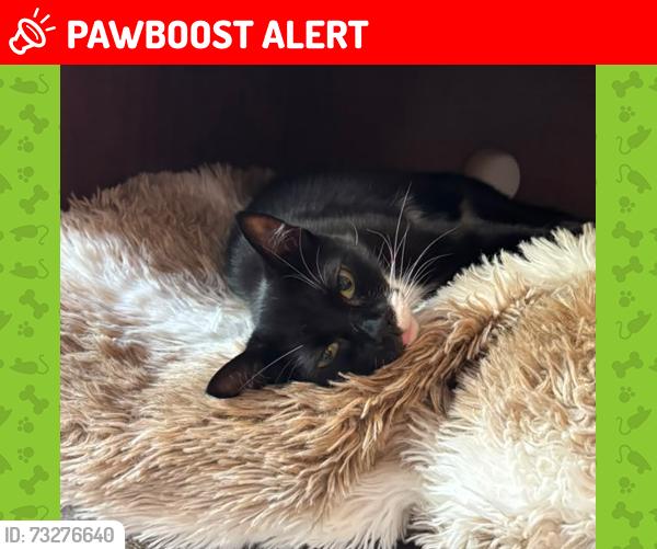Lost Female Cat last seen Sutherland Walk, Walworth, England 