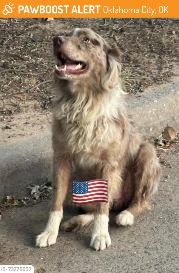 Found/Stray Male Dog last seen NW 26th and Windsor Blvd, Oklahoma City, OK 73127