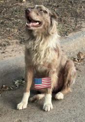 Found/Stray Male Dog last seen NW 26th and Windsor Blvd, Oklahoma City, OK 73127