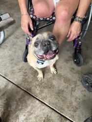 Found/Stray Male Dog last seen Mormon Bidge Road, Omaha, NE 68152