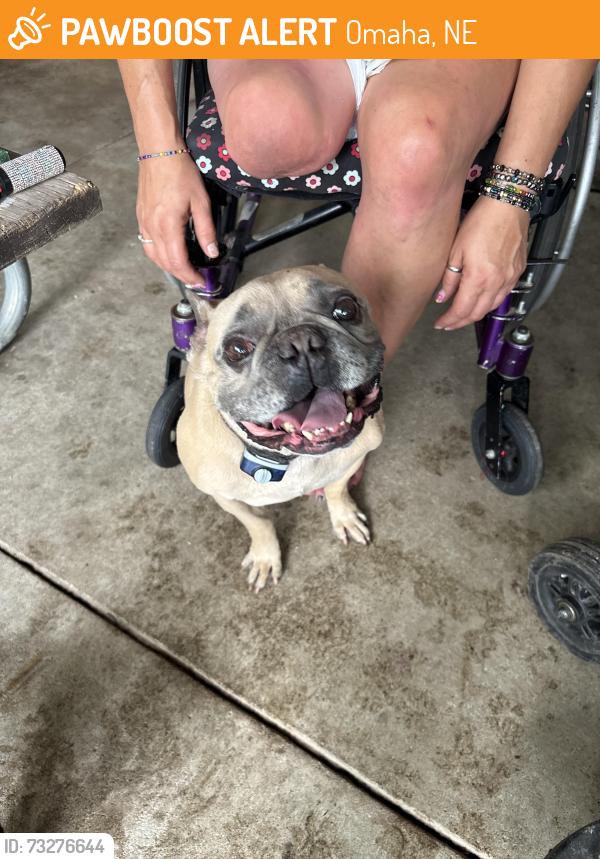 Found/Stray Male Dog last seen Mormon Bidge Road, Omaha, NE 68152