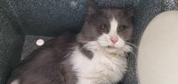 Shelter Stray Male Cat last seen Near S 300 Street E, SALT LAKE CITY, UT, 84115, 511 W 3900 S, Salt Lake City, UT 84123, USA