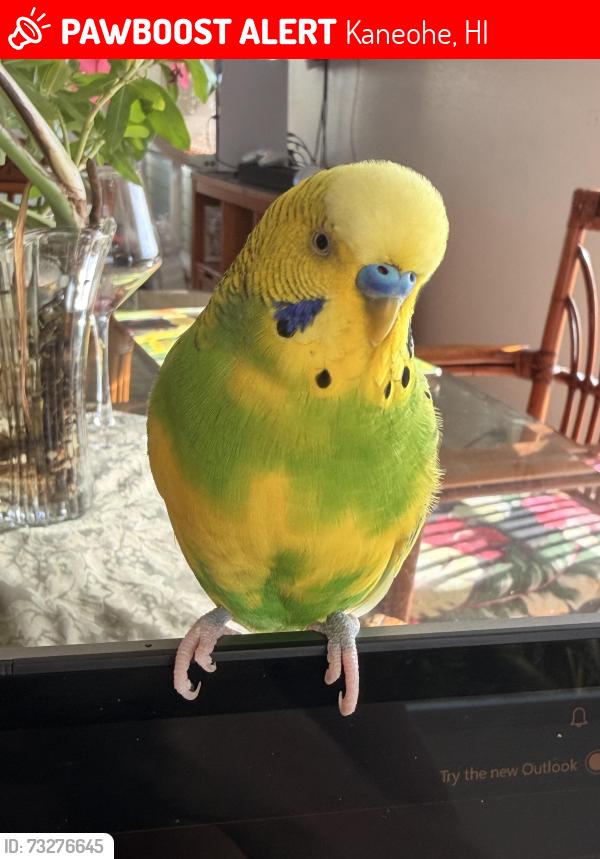 Lost Male Bird last seen Mahalani circle home, Kaneohe, HI 96744