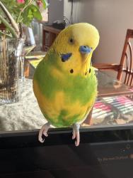 Lost Male Bird last seen Mahalani circle home, Kaneohe, HI 96744