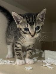 Shelter Stray Female Cat last seen Near Ralph Avenue, BROOKLYN, NY, 11234, 326 E 110th St, New York, NY 10029, USA