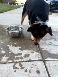 Found/Stray Male Dog last seen B & B Theater, Red Oak, TX 75154