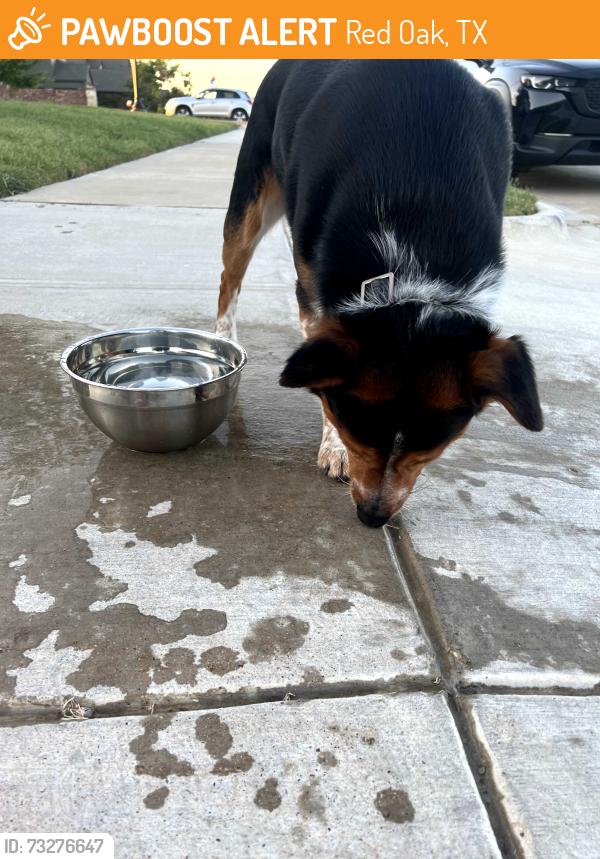 Found/Stray Male Dog last seen B & B Theater, Red Oak, TX 75154