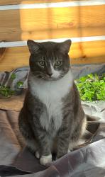 Lost Male Cat last seen Pineridge, Dugald, MB 