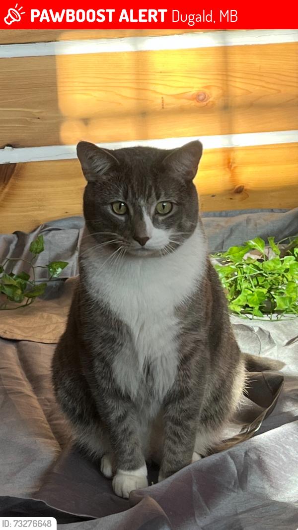 Lost Male Cat last seen Pineridge, Dugald, MB 