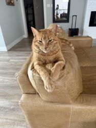 Lost Male Cat last seen East Mission Blvd- Right by Wrapology, Fayetteville, AR 72703