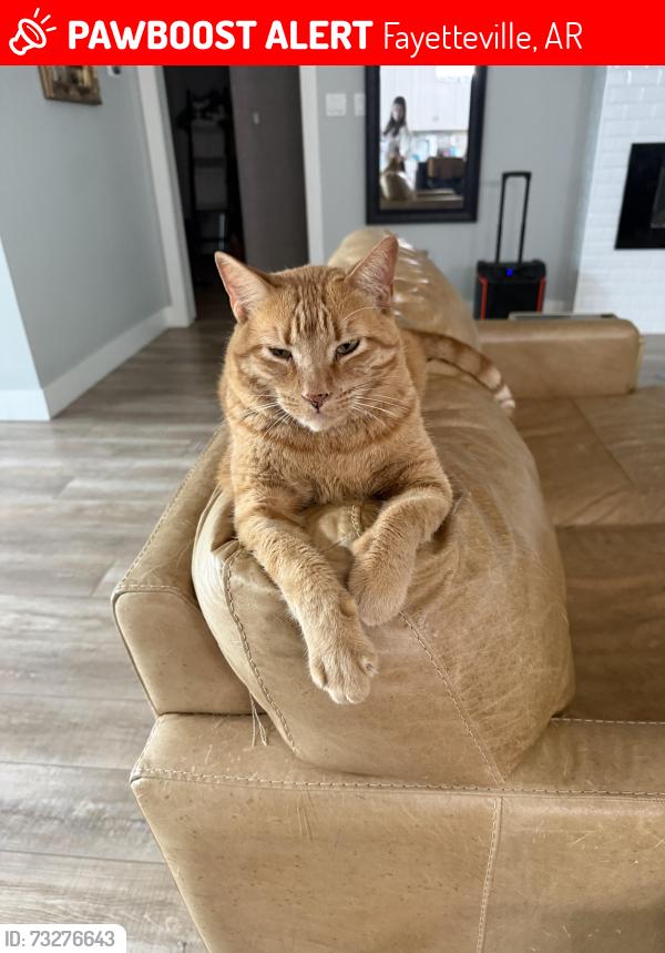 Lost Male Cat last seen East Mission Blvd- Right by Wrapology, Fayetteville, AR 72703