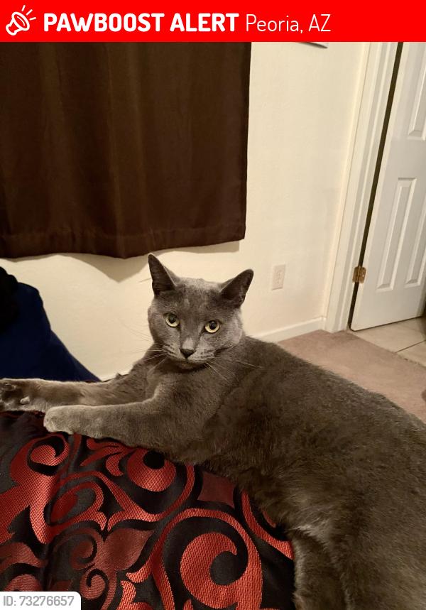 Lost Female Cat last seen 107th and seldon, Peoria, AZ 85345