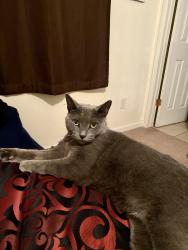 Lost Female Cat last seen 107th and seldon, Peoria, AZ 85345