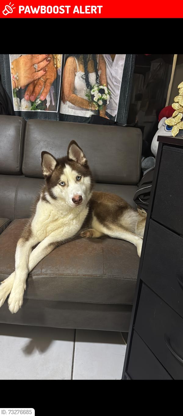 Lost Male Dog last seen Near Ave lake worth, Lake Worth Beach, FL 33461
