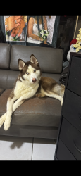 Lost Male Dog last seen Near Ave lake worth, Lake Worth Beach, FL 33461