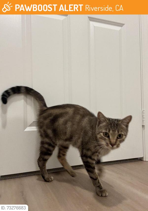 Found/Stray Female Cat last seen Mount Vernon Ave and Golden Harvest Dr (inside neighborhood), Riverside, CA 92507