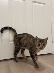 Found/Stray Female Cat last seen Mount Vernon Ave and Golden Harvest Dr (inside neighborhood), Riverside, CA 92507