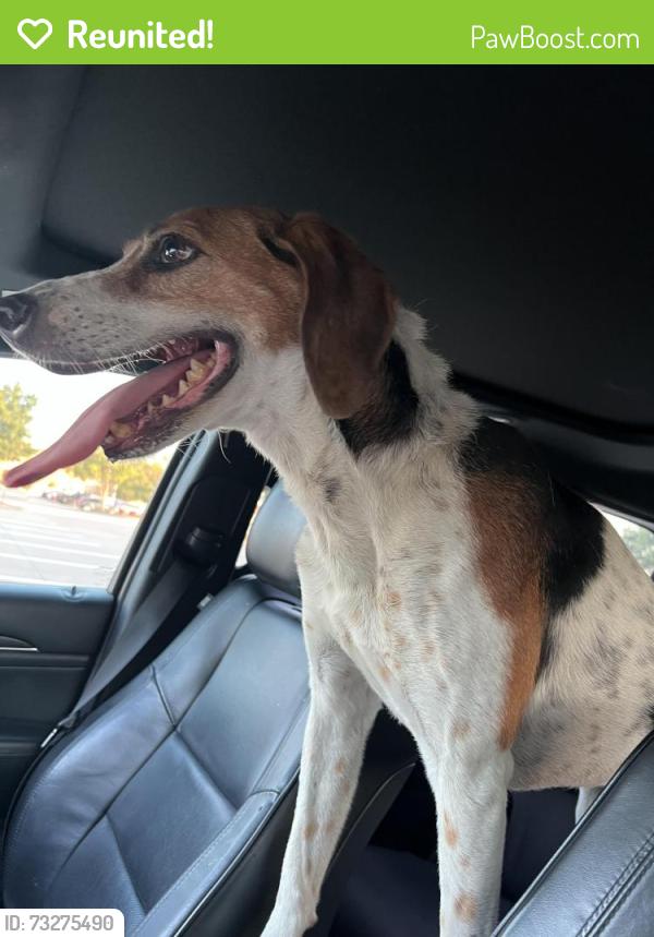 Reunited Male Dog last seen Target Parking Lot at Josey Ln. & S.H. 121, The Colony, TX 75056