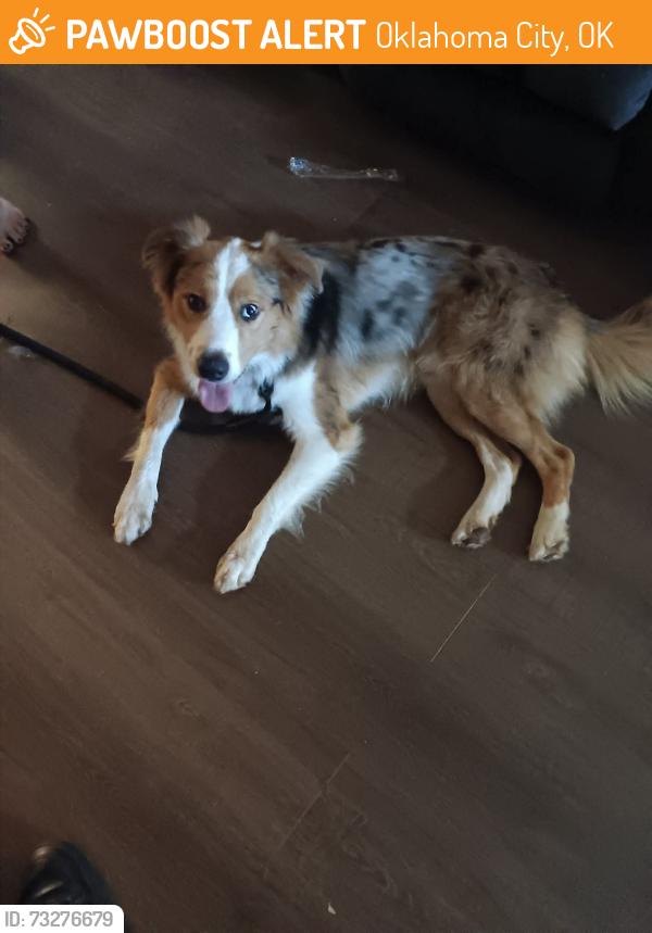 Found/Stray Male Dog last seen Will Rogers Park, Oklahoma City, OK 73107