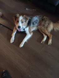 Found/Stray Male Dog last seen Will Rogers Park, Oklahoma City, OK 73107