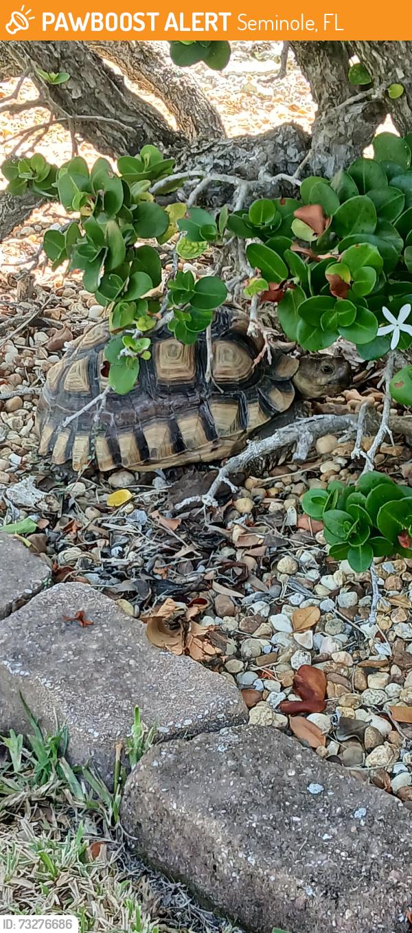 Found/Stray Unknown Reptile last seen Corner of Oakhurst Drive and Walker Ave., Seminole, FL 33772