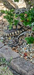 Found/Stray Unknown Reptile last seen Corner of Oakhurst Drive and Walker Ave., Seminole, FL 33772
