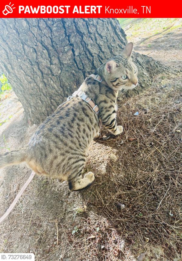 Lost Male Cat last seen S forest drive, Knoxville, TN 37920