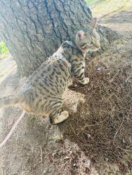 Lost Male Cat last seen S forest drive, Knoxville, TN 37920