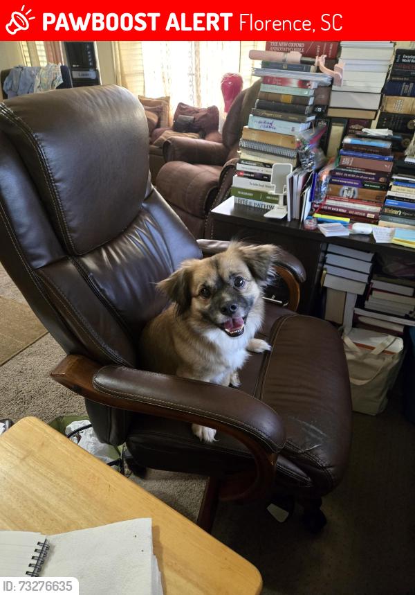 Lost Male Dog last seen Freemont and Cascade, Florence, SC 29505