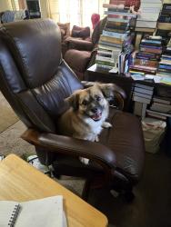 Lost Male Dog last seen Freemont and Cascade, Florence, SC 29505