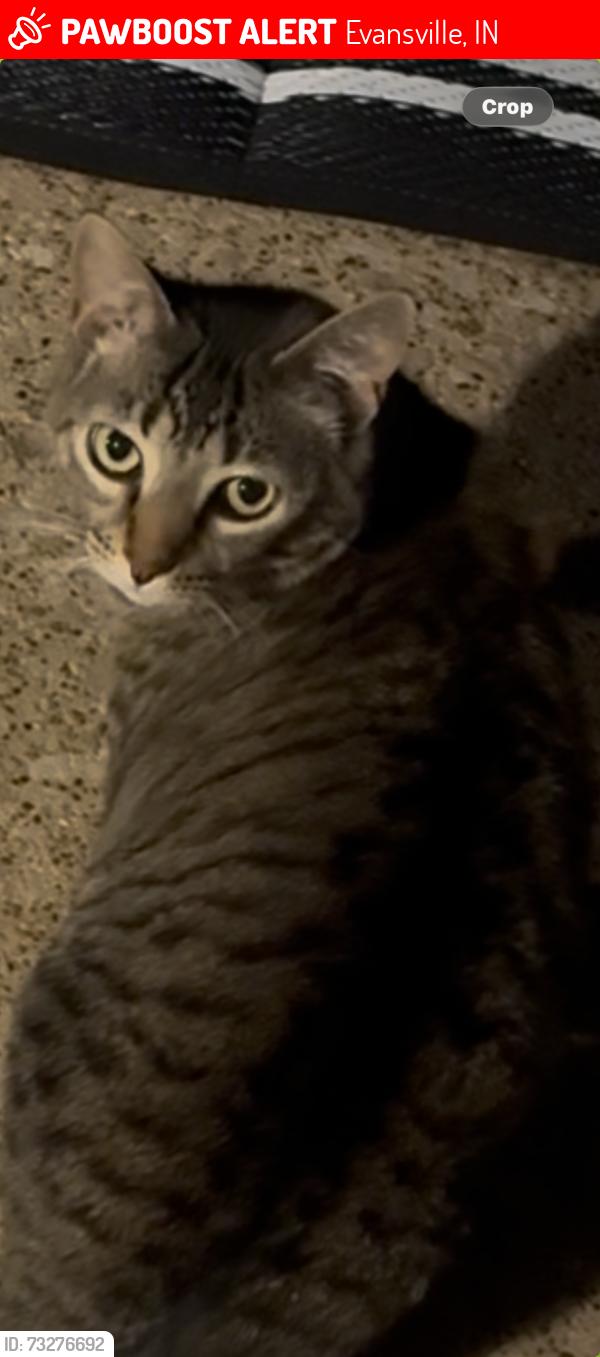 Lost Female Cat last seen Broadway ave, Evansville, IN 47712