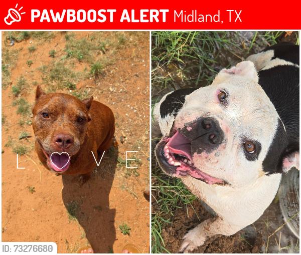 Lost Female Dog last seen Cotton flt & south Midkiff (1210), Midland, TX 79706